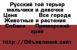 Русский той-терьер мальчики и девочки › Цена ­ 8 000 - Все города Животные и растения » Собаки   . Приморский край